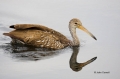 Limpkin;Aramus-guarauna;one-animal;close-up;color-image;photography;day;outdoors